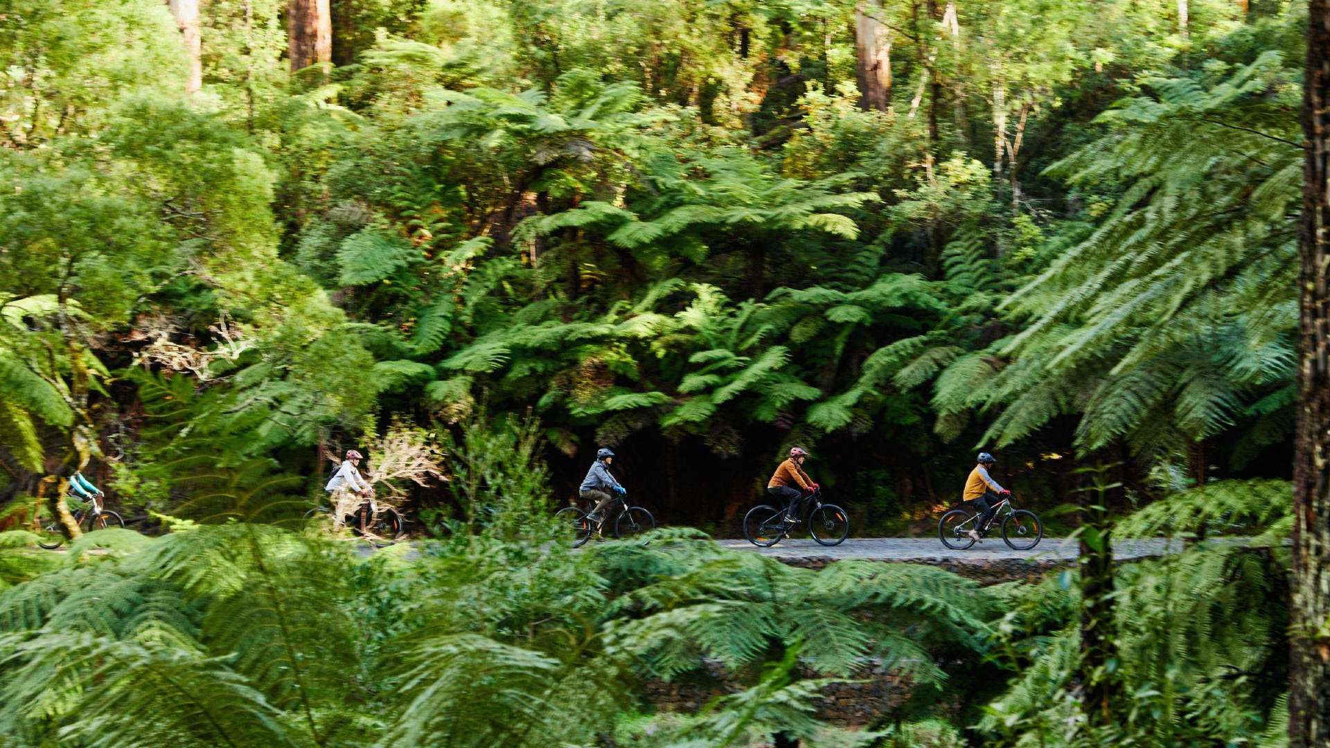Yarra Valley & Dandenong Ranges